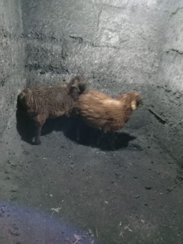 Бараны продам.