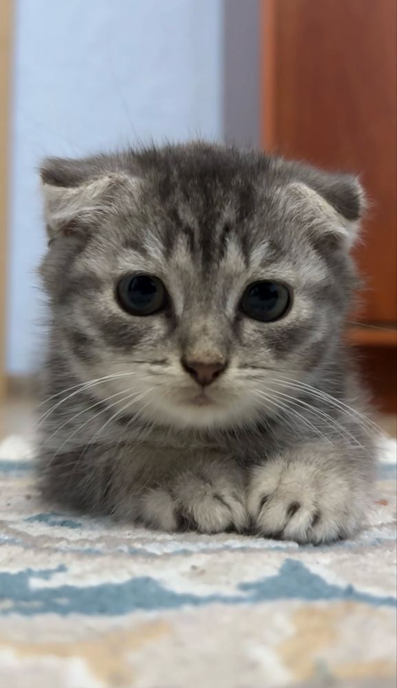 Продам котенка шотландского вислоухого