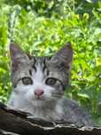 Ищем дом для двух милых котят!
