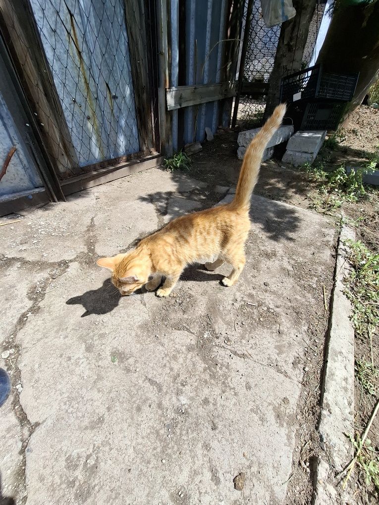 Отдам котенка!!!
