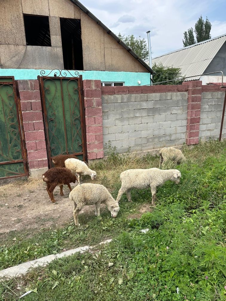 Срочно продаются 40 голов