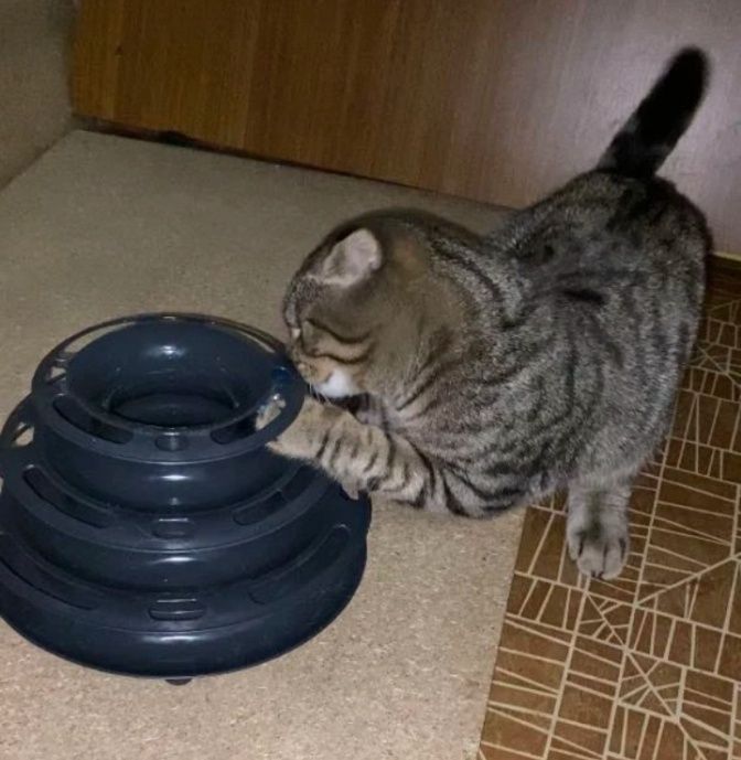 Новая Игрушка пирамида для котиков