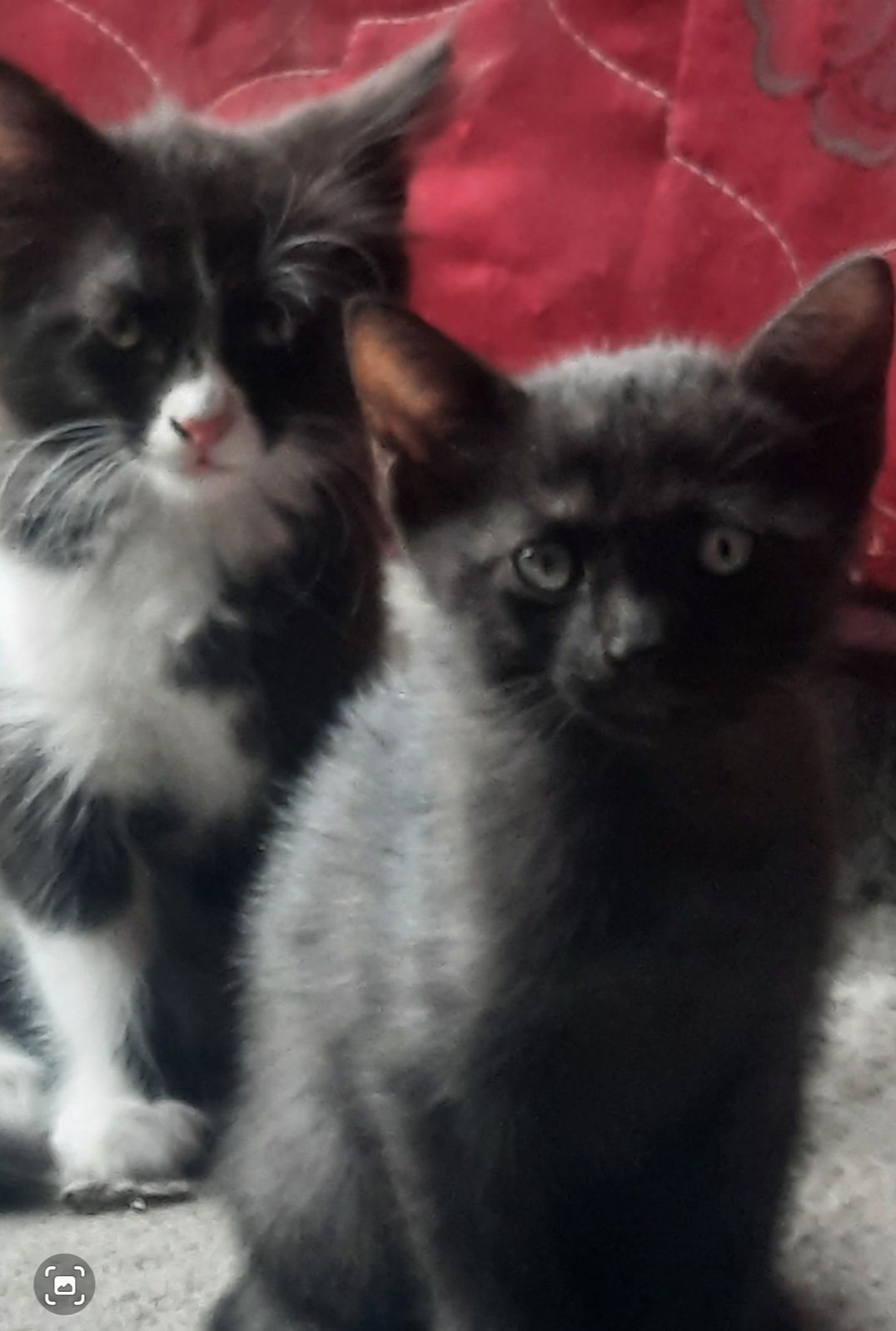 Котята британцы месяц и 10 дней им