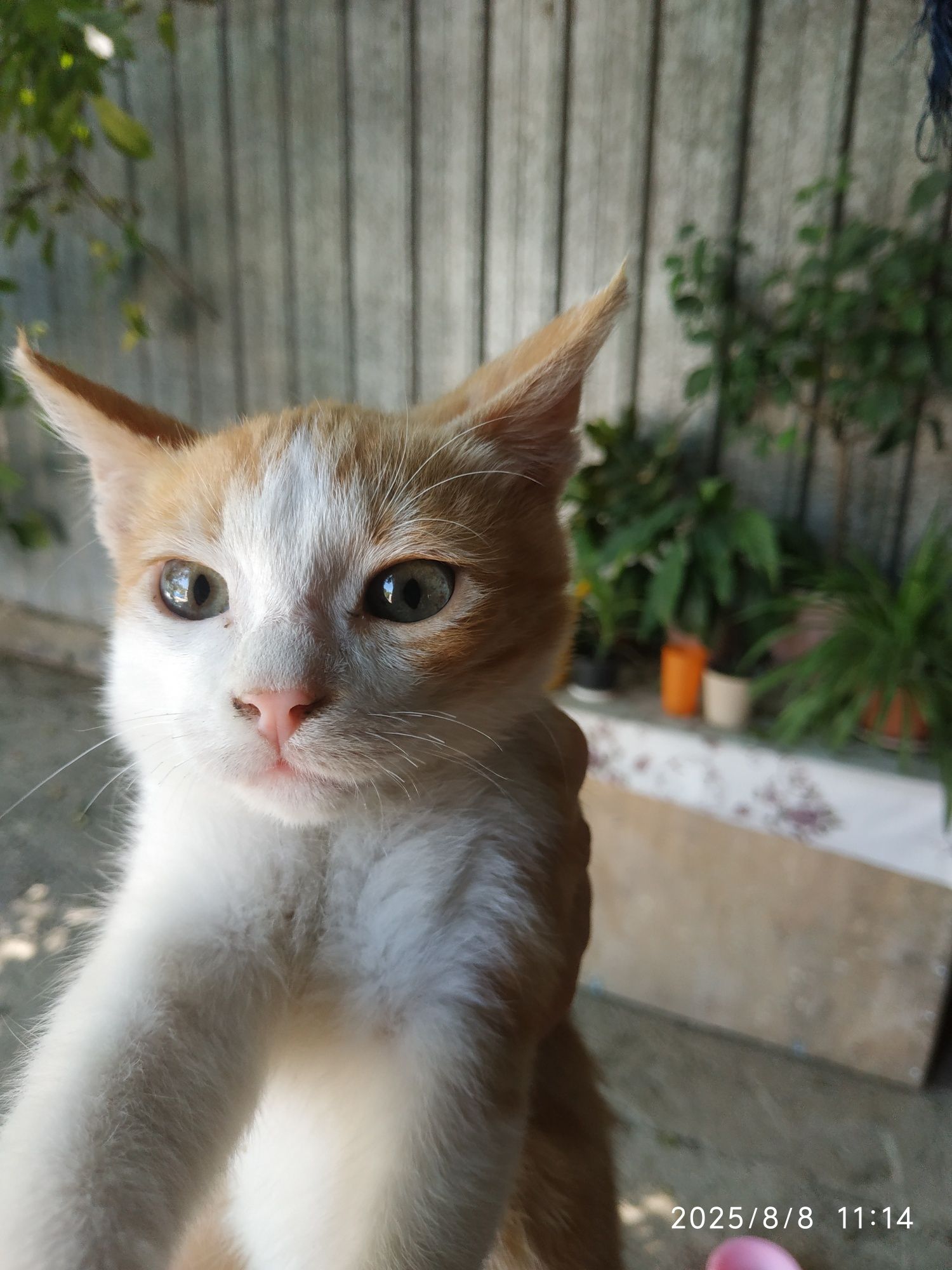 Рыжие котики (котята)