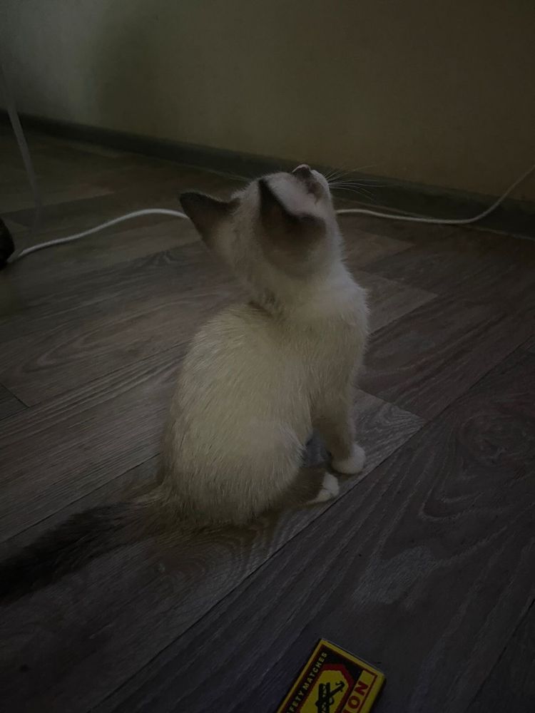 Котята с голубыми глазками