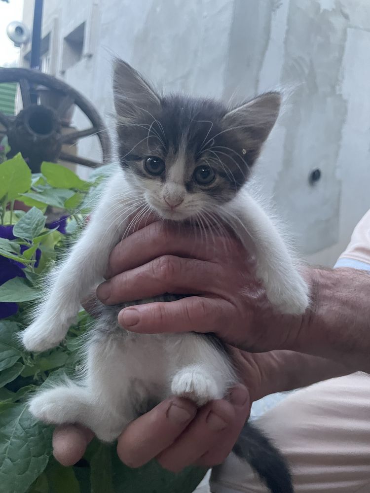 Отдам котят в добрын руки бесплатно