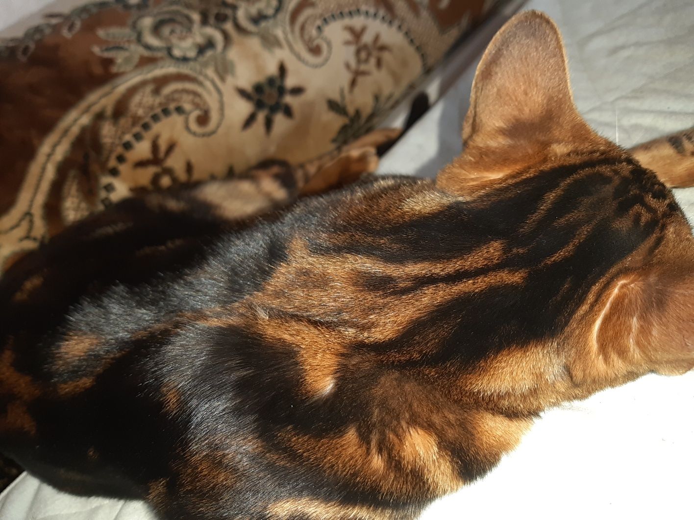 Котик бенгал ищет невесту  на вязку