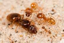 Pheidole pallidula 1/20-30