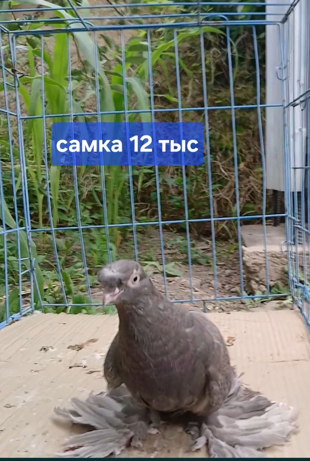 Голуби игровых кровей