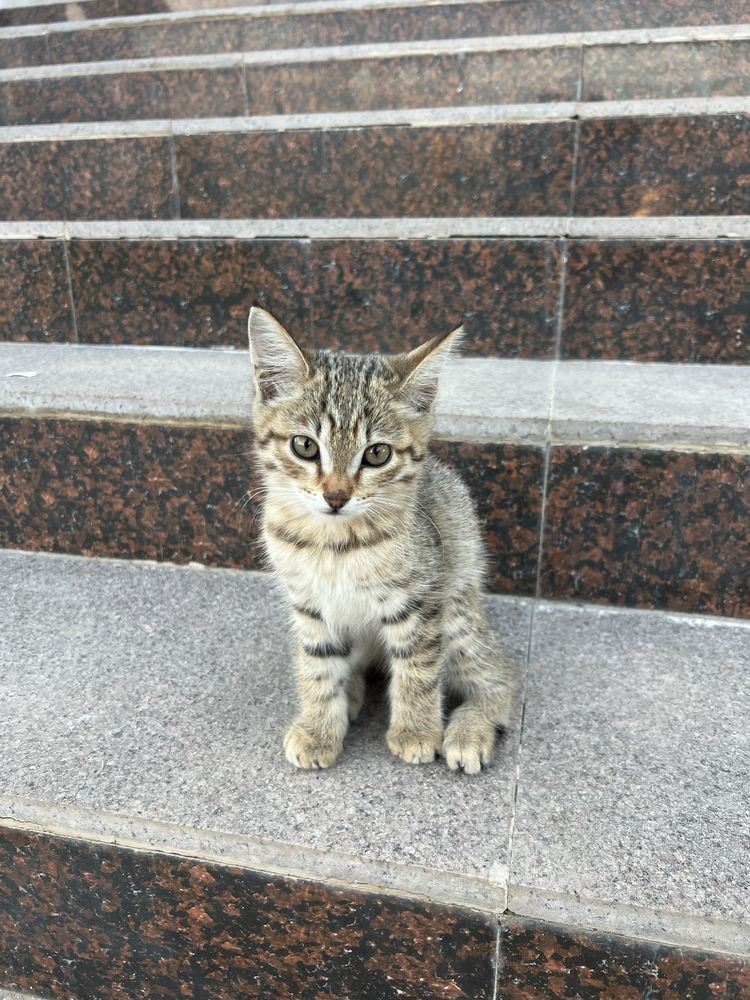 Отдам котенка в добрые руки