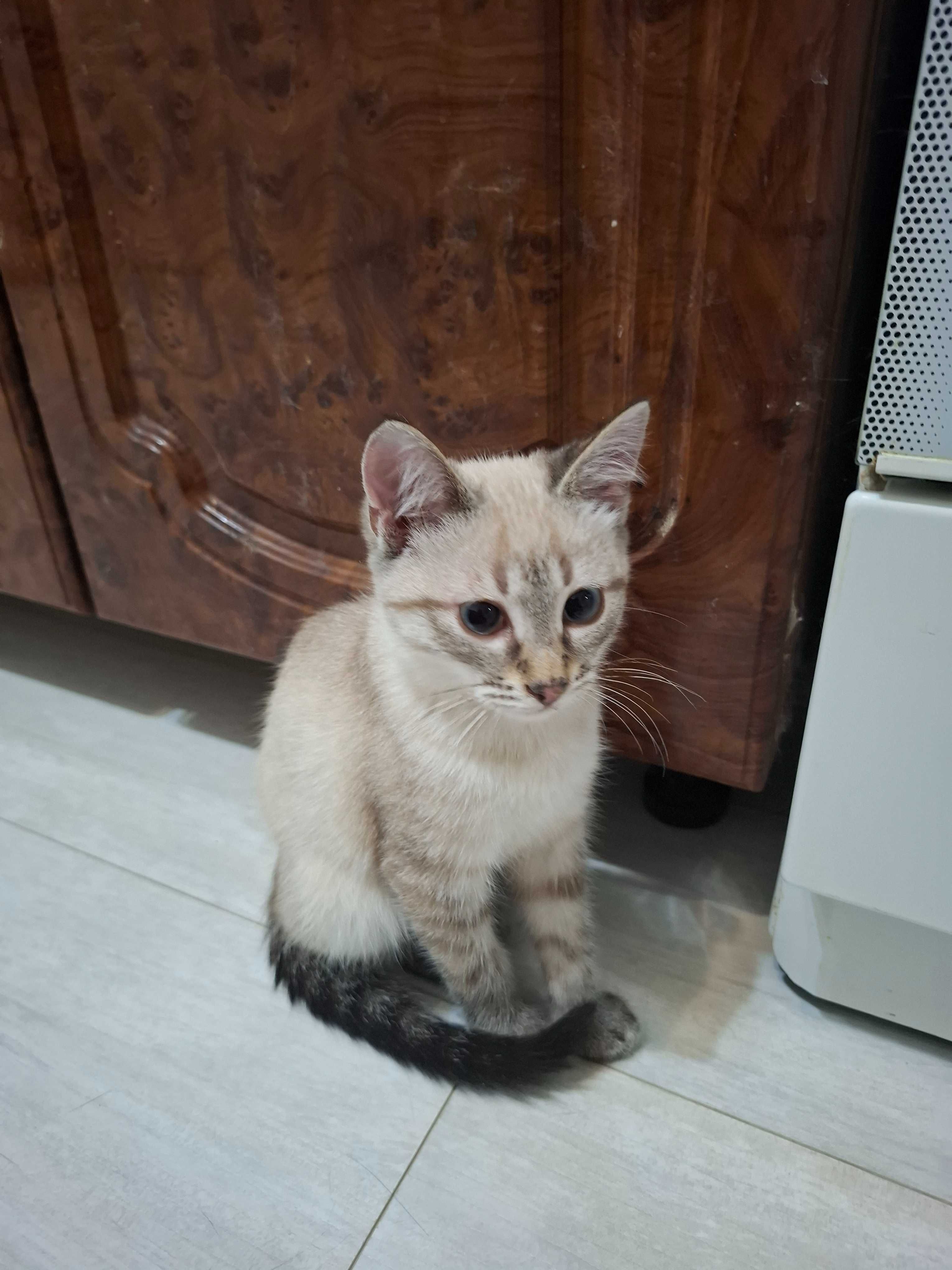 Отдам в добрые руки котика