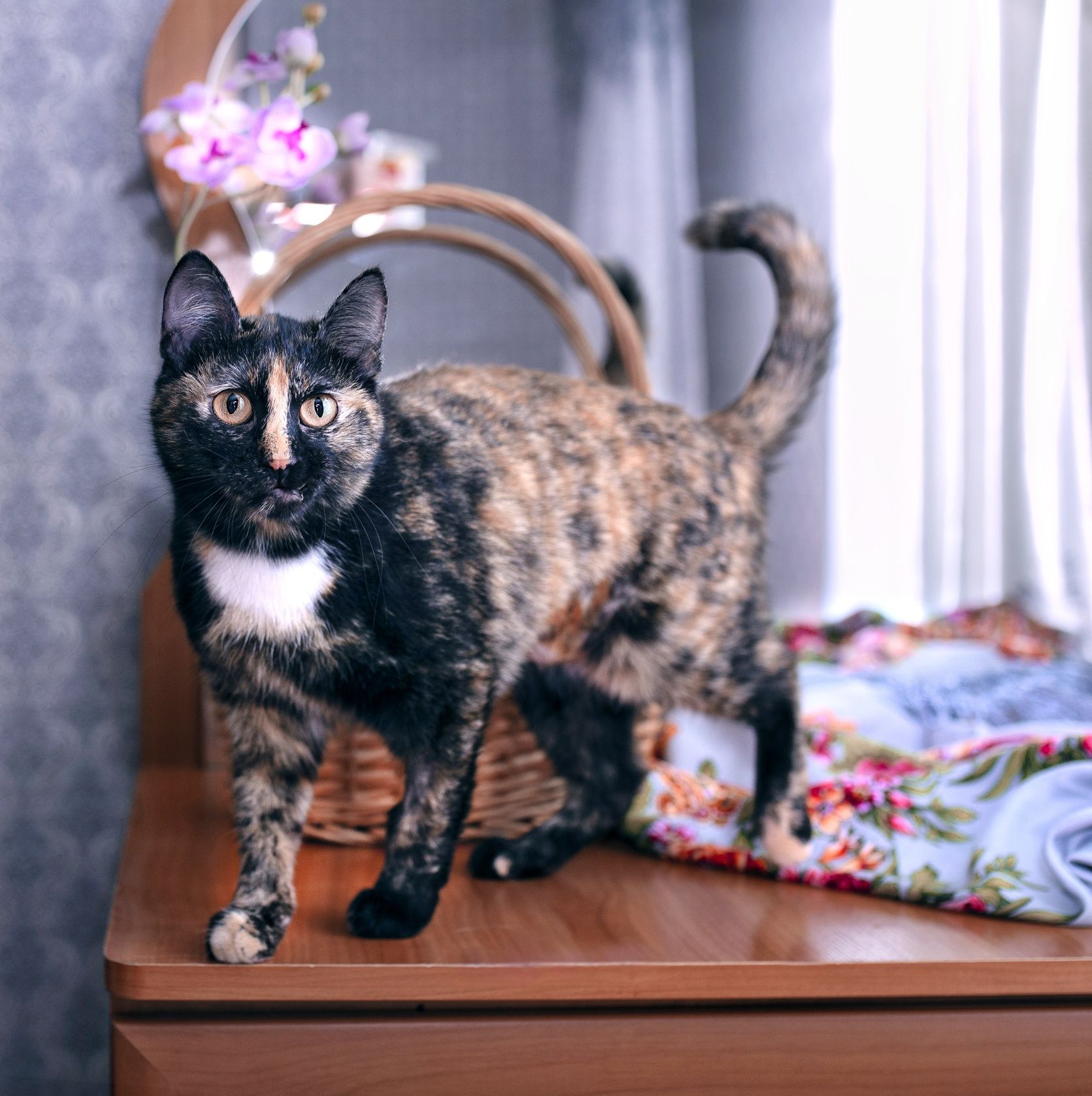 Котики в добрые руки! Кастрированы. Кот, кошка, котенок, котята