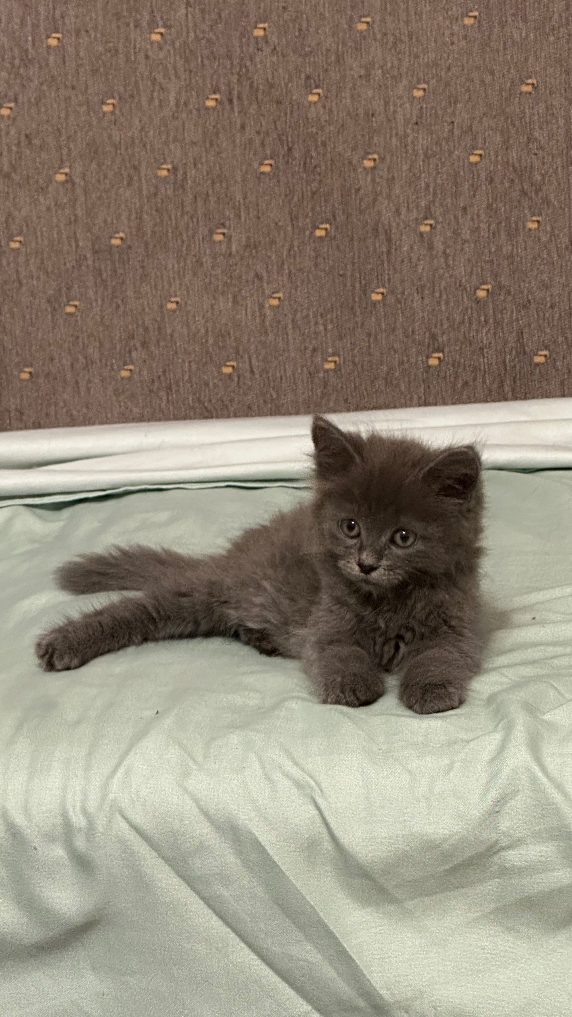 Продам котенка, игривый