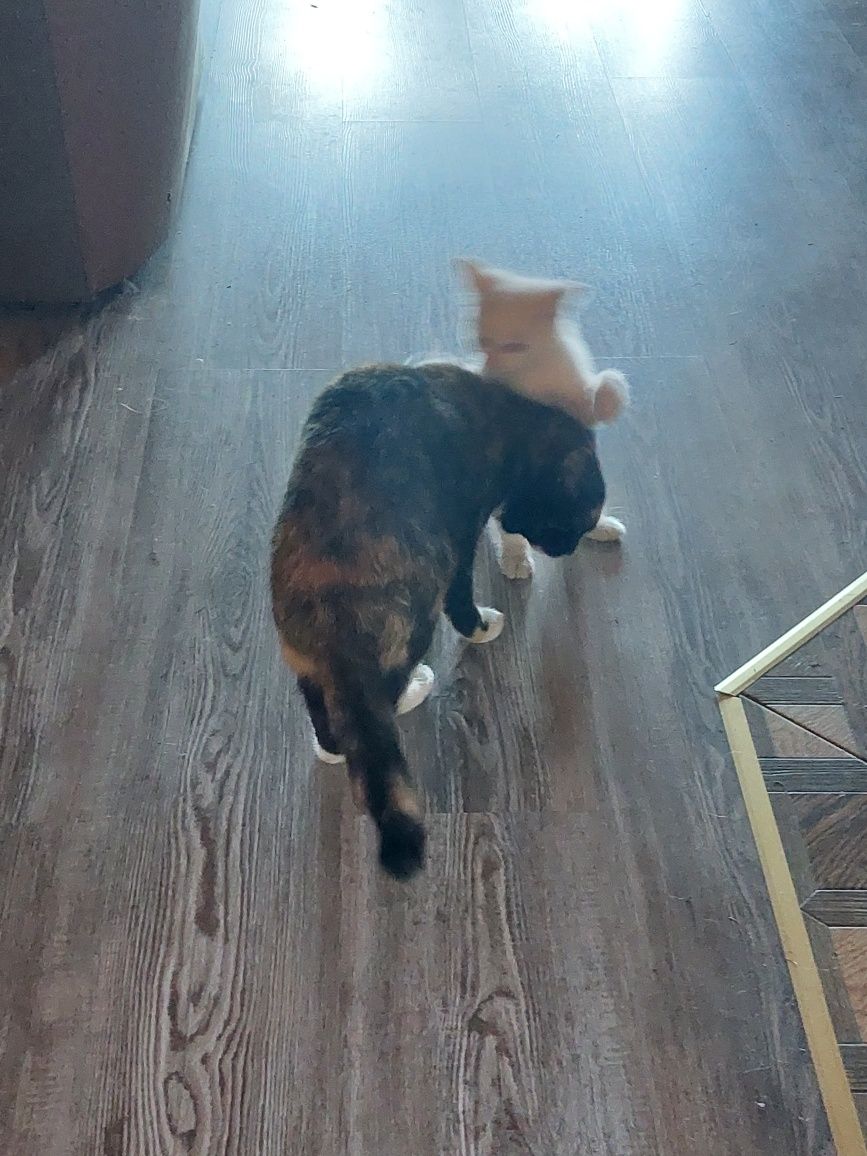 Котята,кошка   помесные домашние