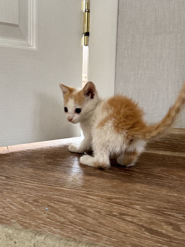 Дарю котят в добрые руки