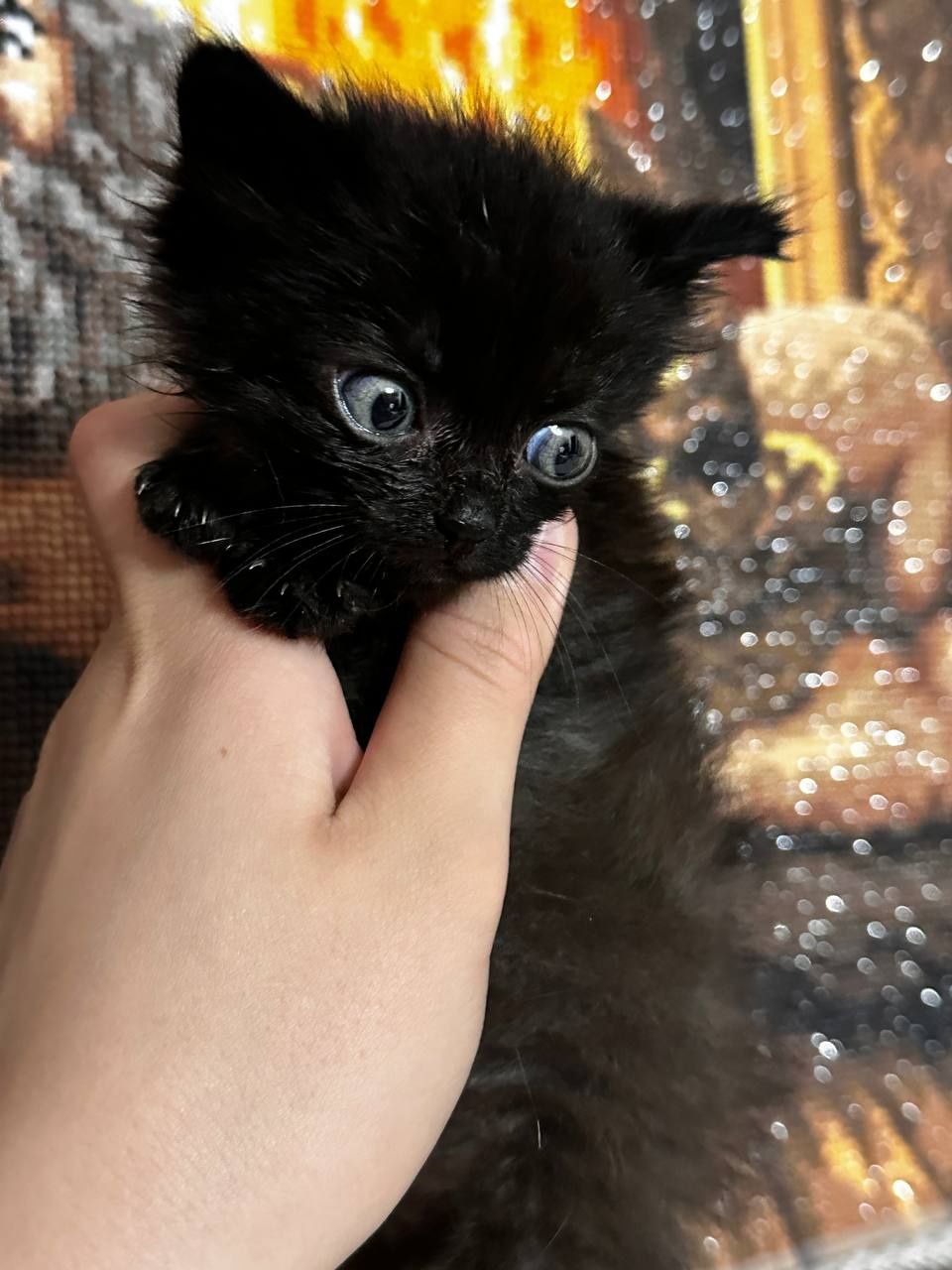 Отдам котят в добрые руки