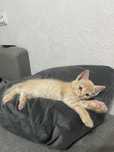 Котенок мальчик в добрые руки