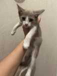 Котята 2,5 месяц