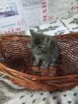 Отдам Даром Котят