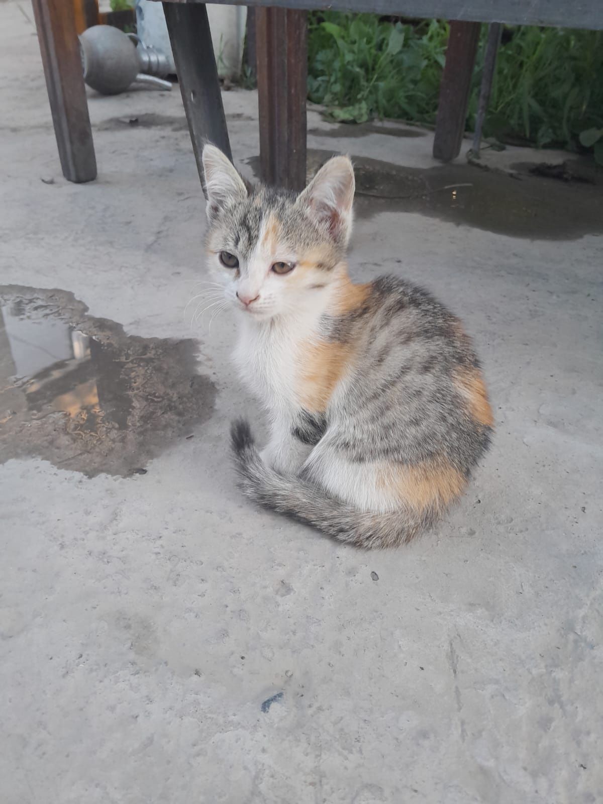 Отдам котят в хорошие руки бесплатно