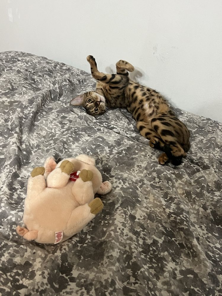 Бенгальская кошка
