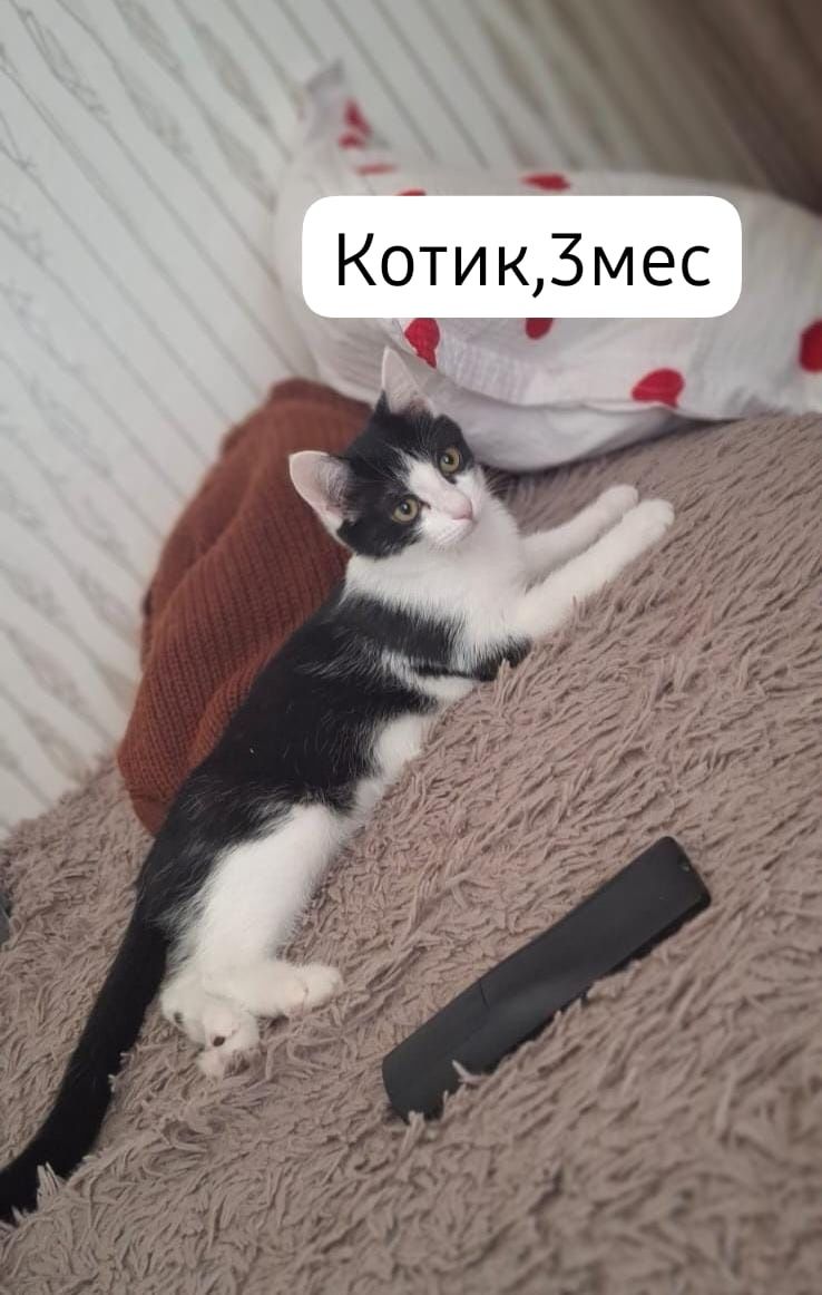 Котята бесплатно