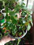 Продам цветы комнатные
