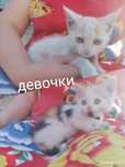 Отдам котят девочки
