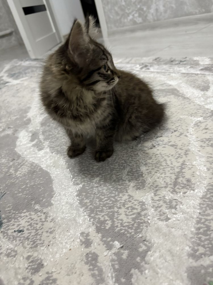 Котята.Отдам в хорошие руки