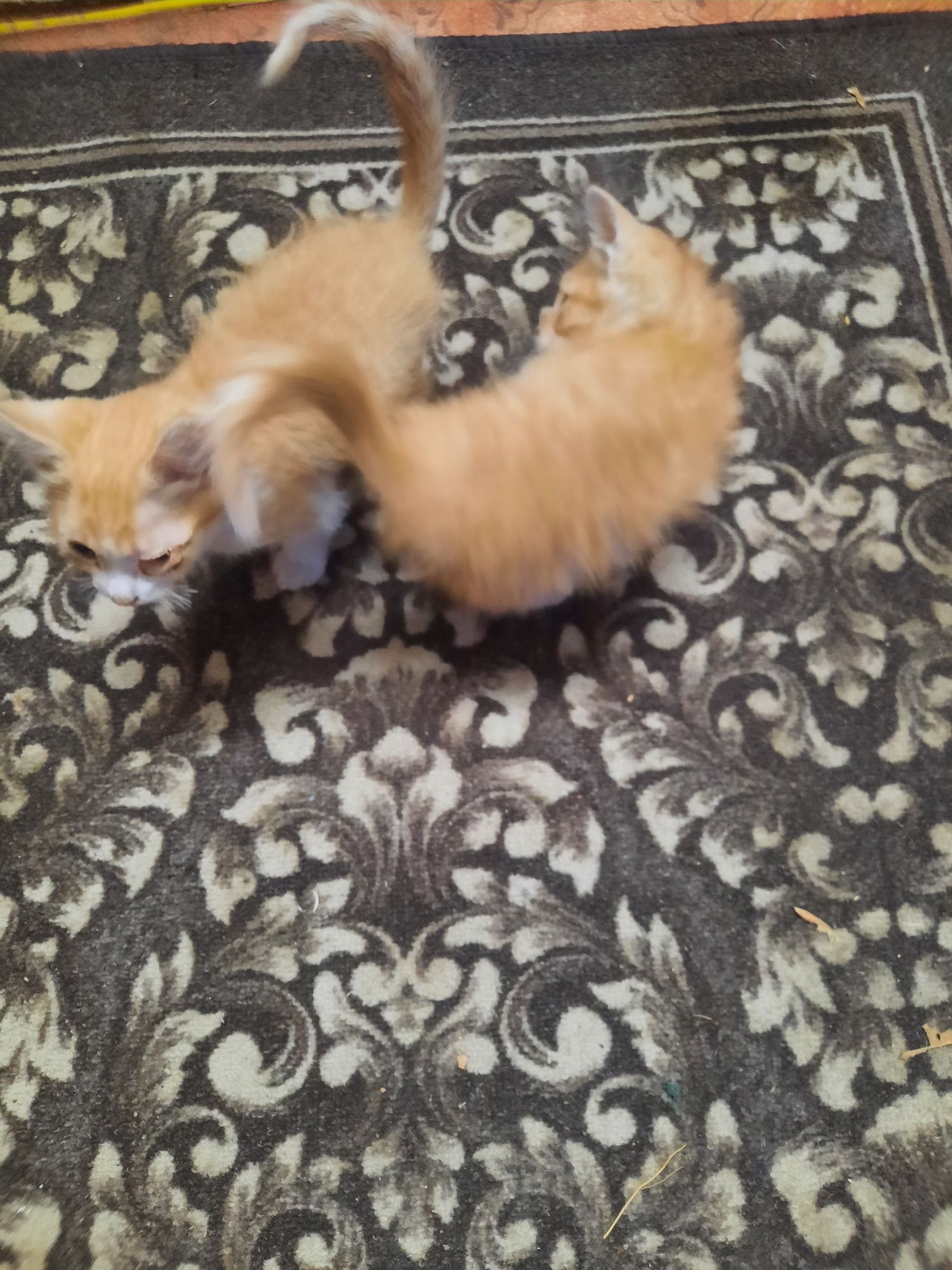 Котята, коты, домашние животные