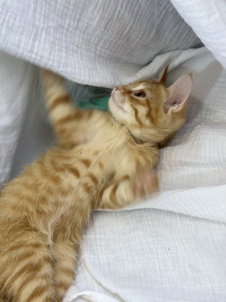 Котенки мальчики, 2 послушных красавца