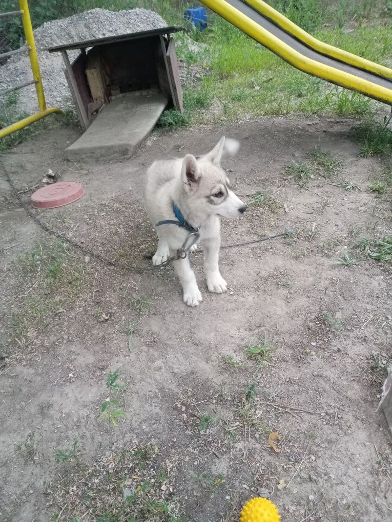 Продам Лайку срочно