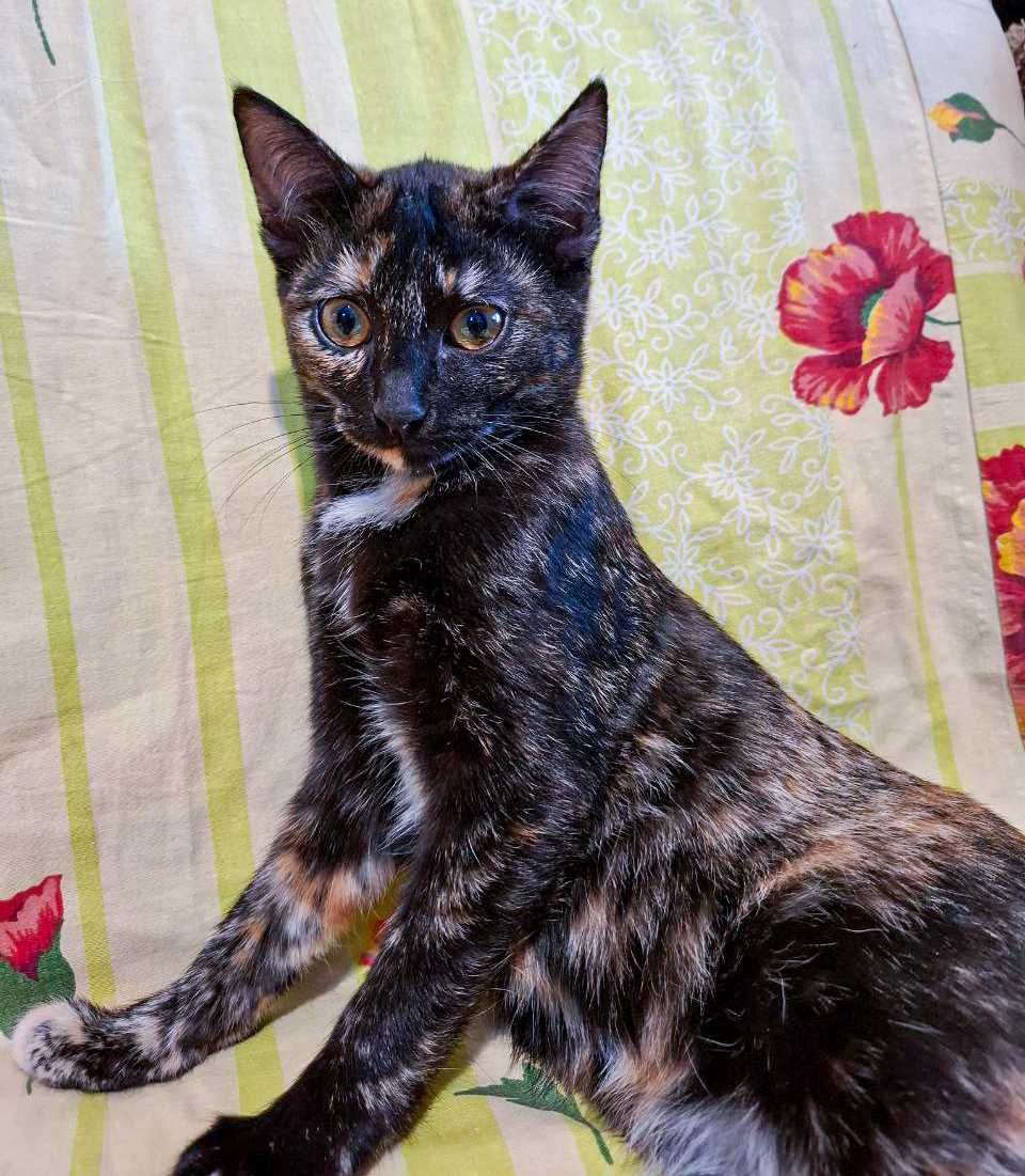 Отдам милых котят в хорошие руки!