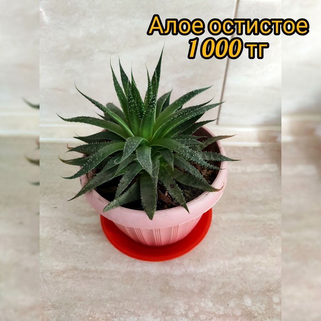 Комнатные растения