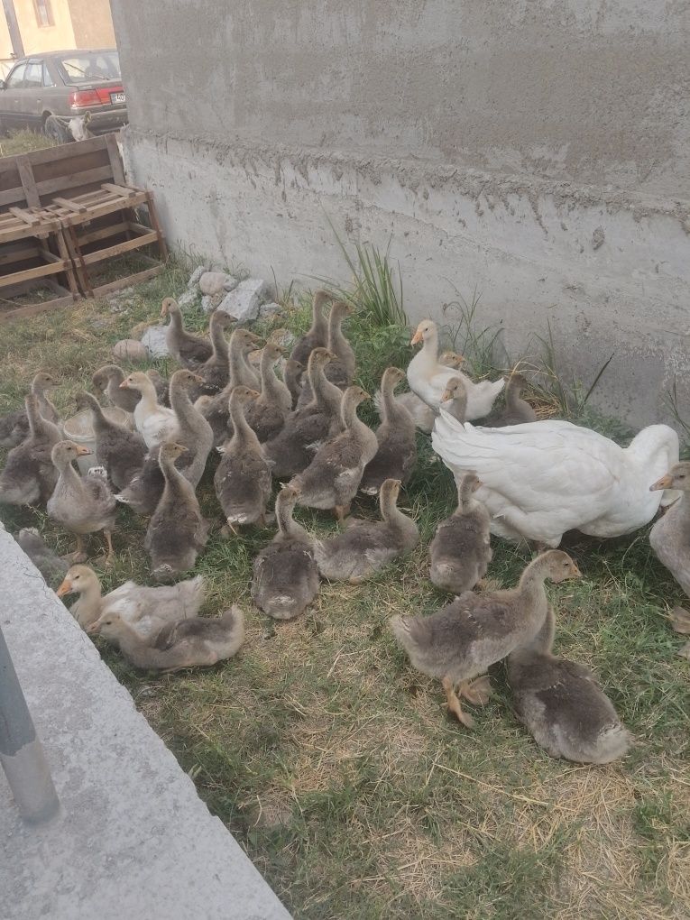 Продам Гусят крупно серые