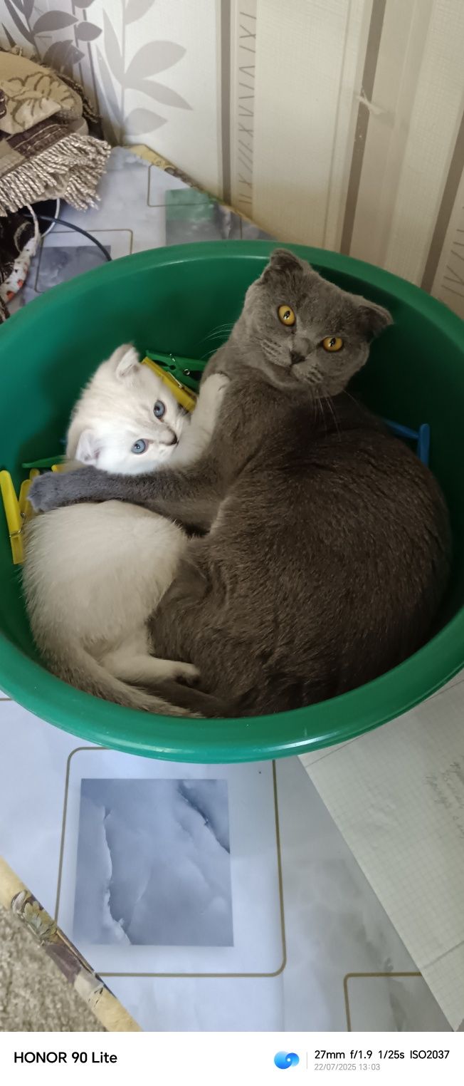 Отдам в хорошие руки