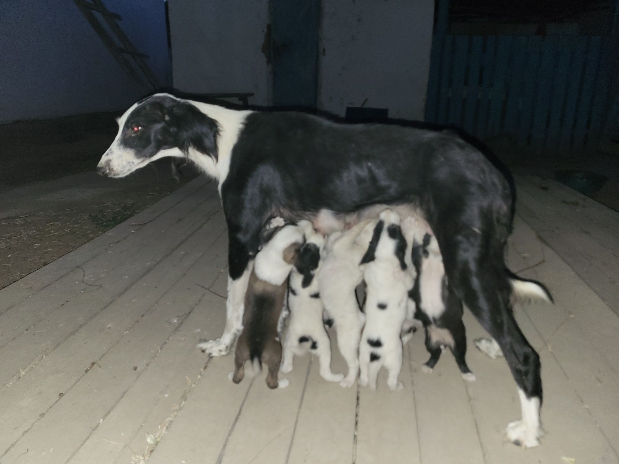 Күшіктер,  8  күшік