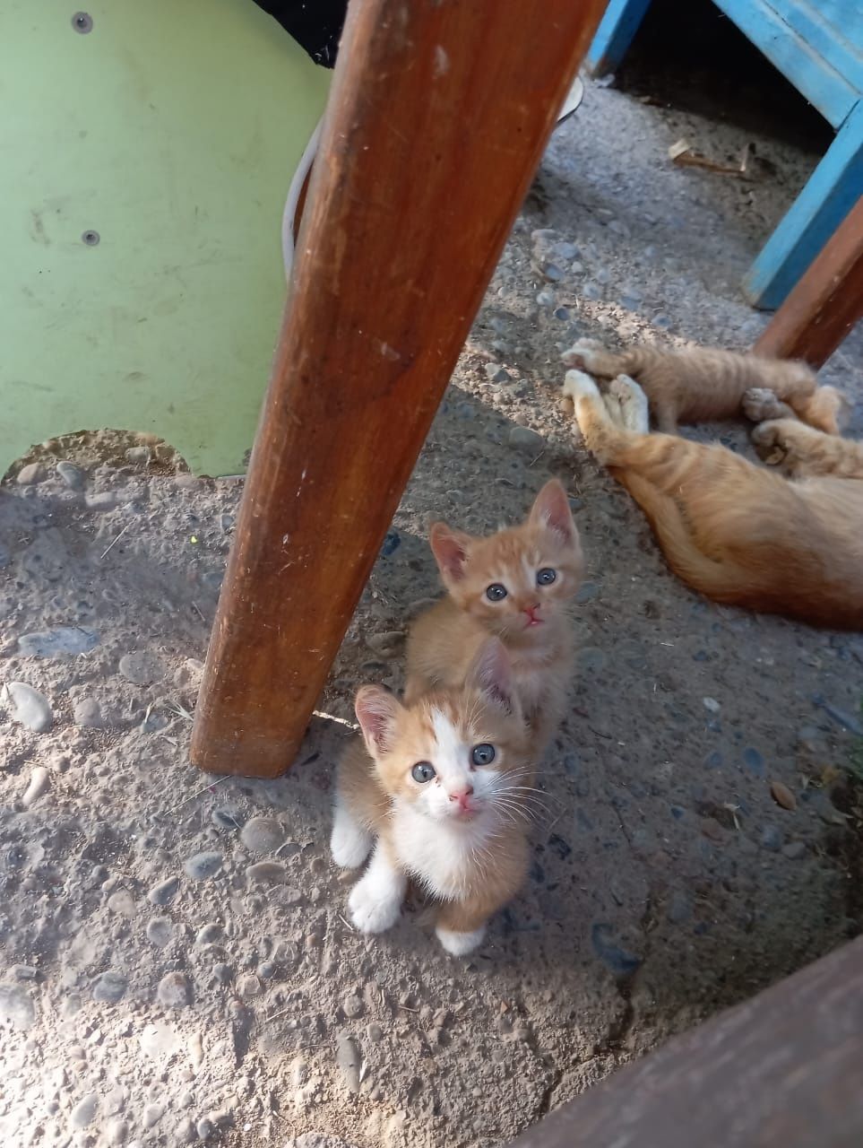 Отдам котят в добрые руки