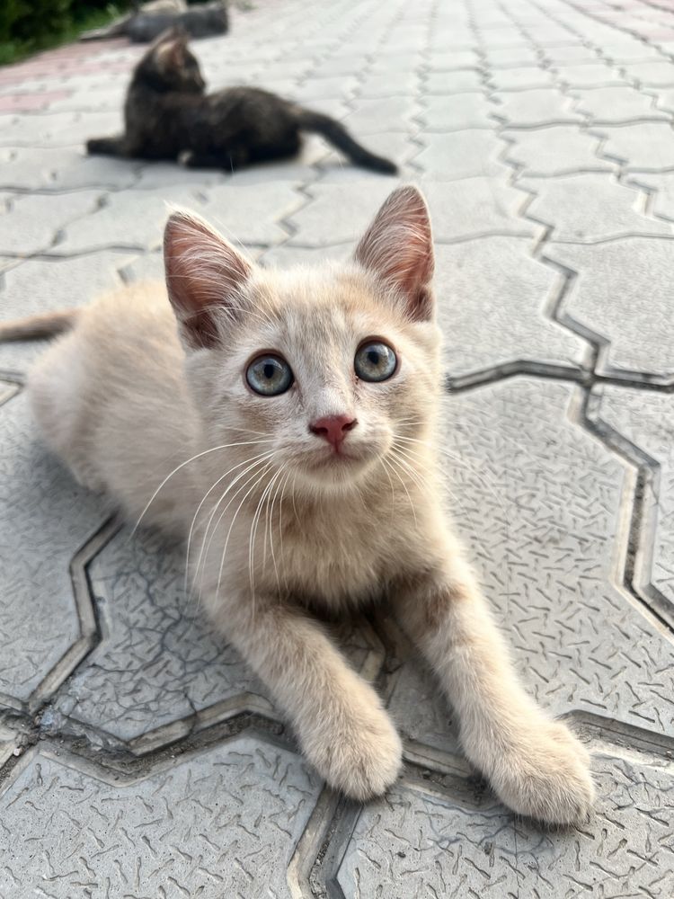 Отдам в хорошие и добрые руки самых сладких котят