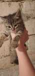 Котёнок девочка в добрые руки