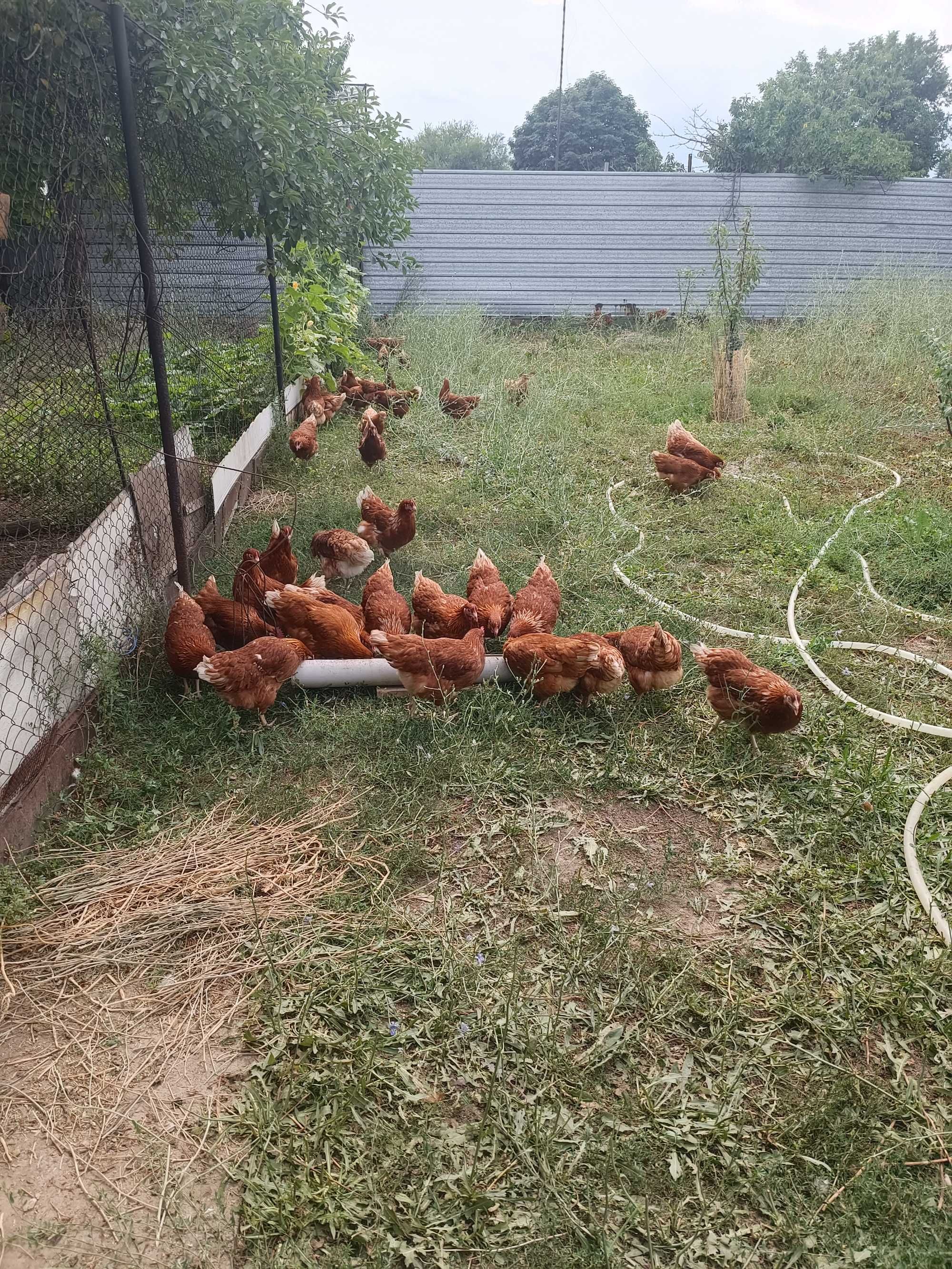 Куры несушки Ломан Браун