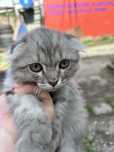 Котенок выслоухи 2мес