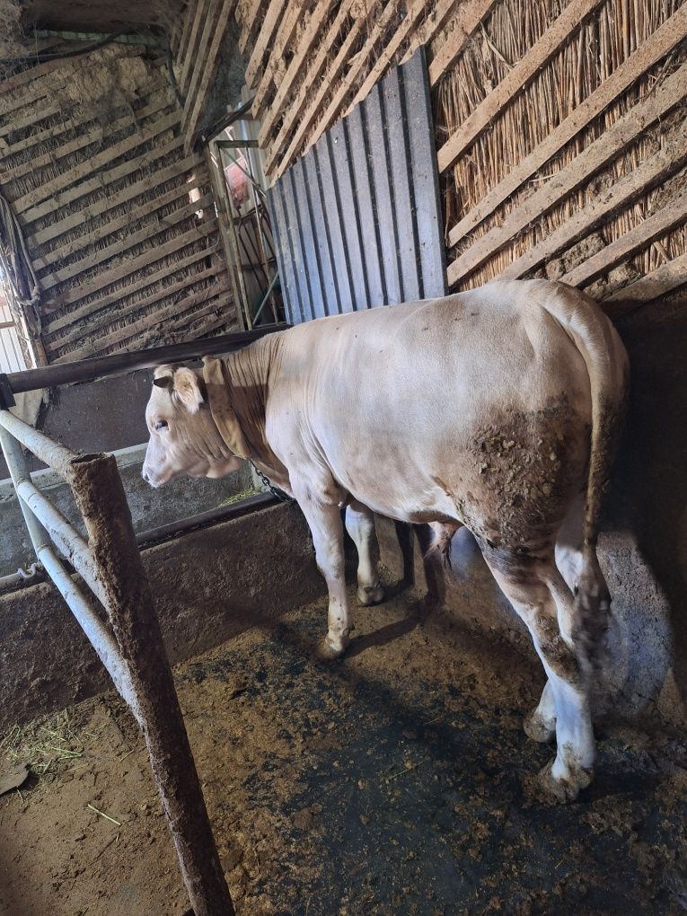 Продам бычка продам