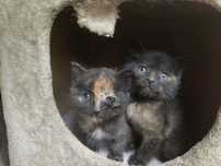 котята девочки черепашки. 1 месяц!