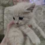 Самые милые котята ищут дом