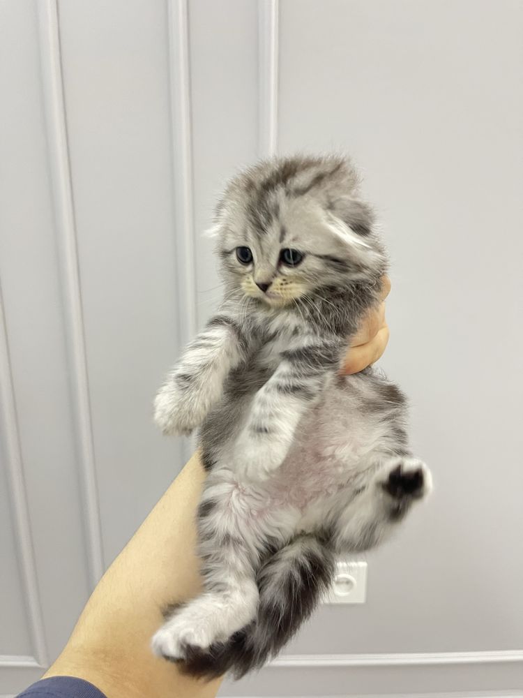 Веслоухий котонек