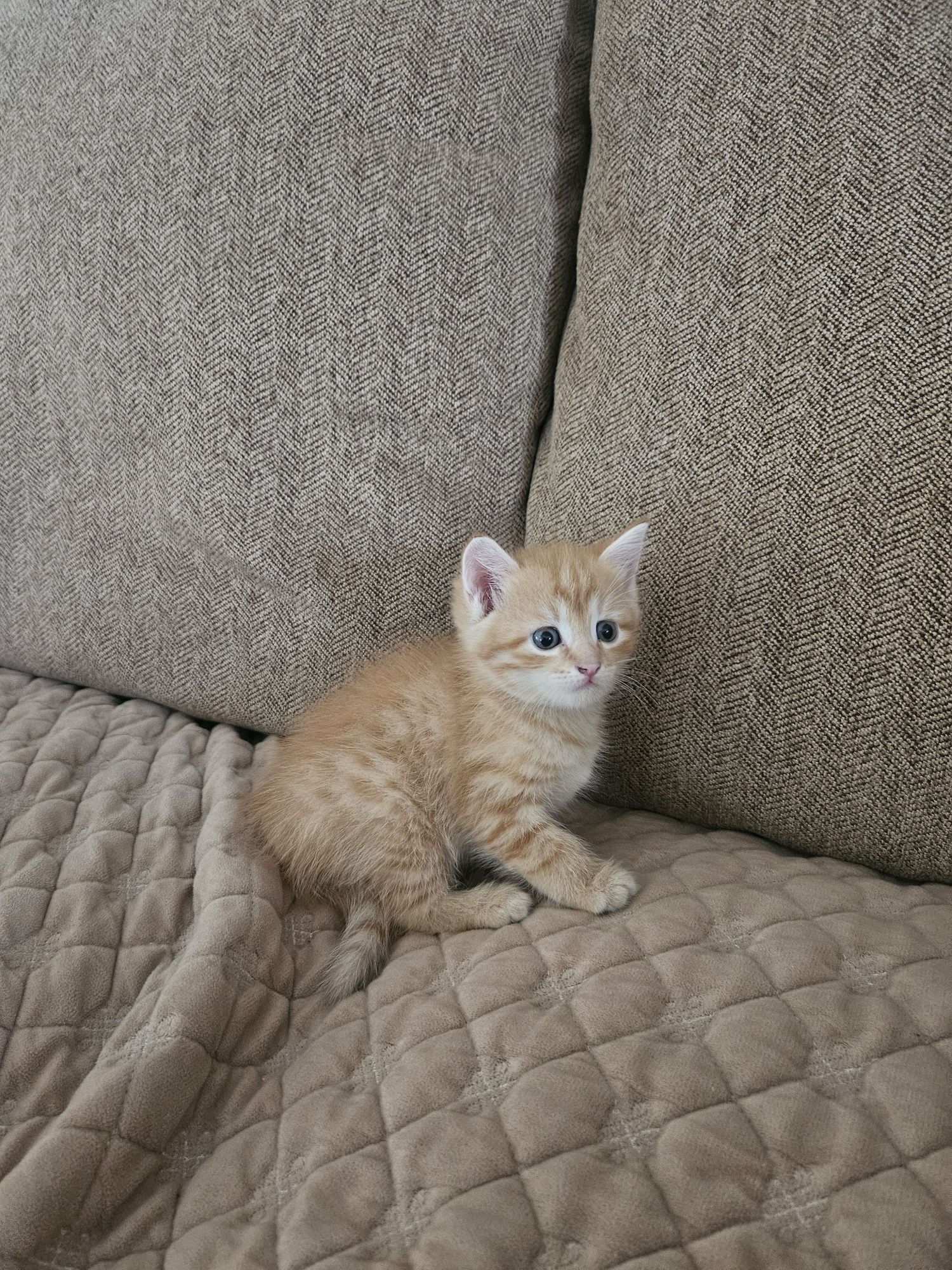 Отдам котят бесплатно