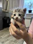 Продам котят красивых