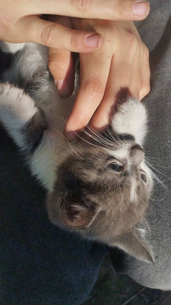 Отдам котенка девочка