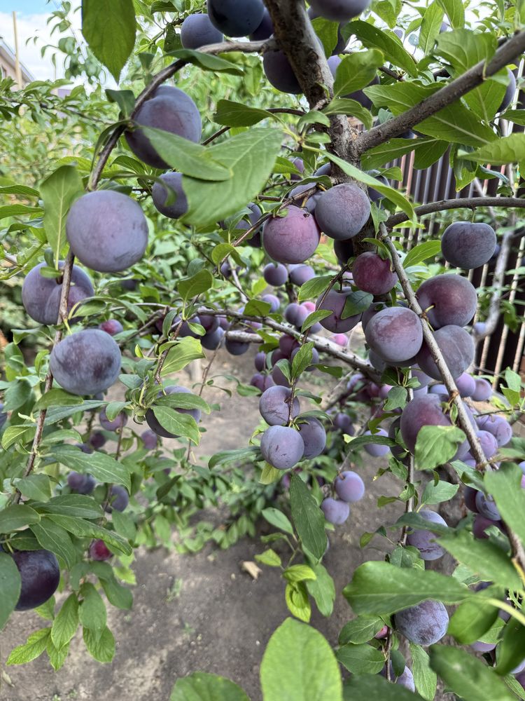 Продам местный слива